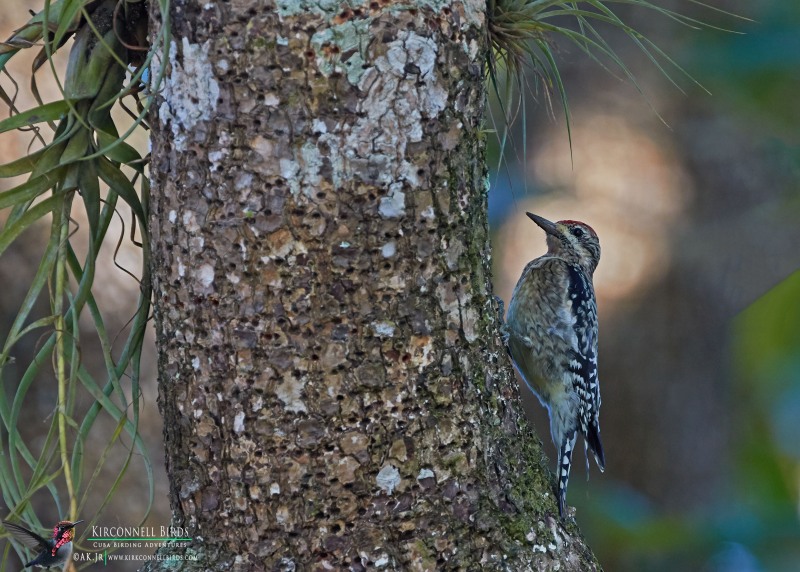 Yellow-bellied-Sapsucker-Tour-Jessee-Jan-2019