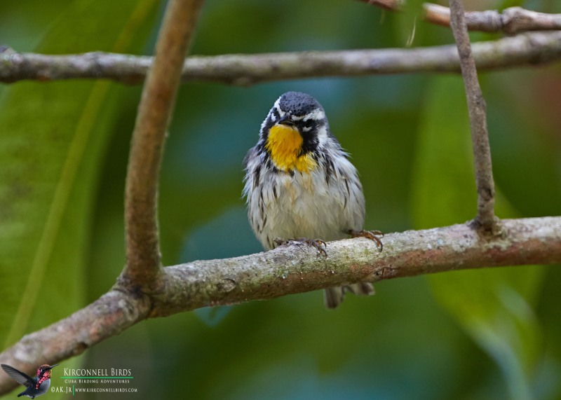 Yellow-throated-Warbler-1-Tour-Jessee-Jan-2019