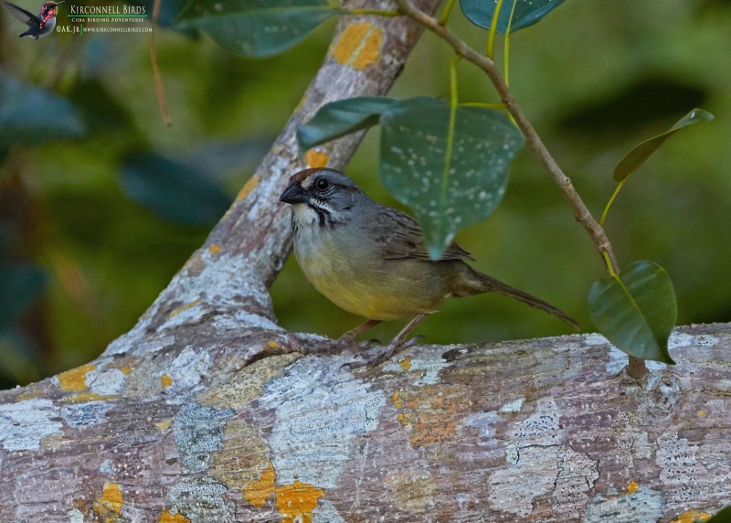 Zapata-Sparrow-1-Tour-Jessee-Jan-2019