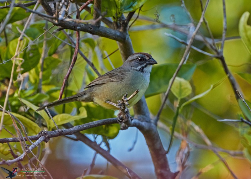 Zapata-Sparrow-2-Tour-Jessee-Jan-2019