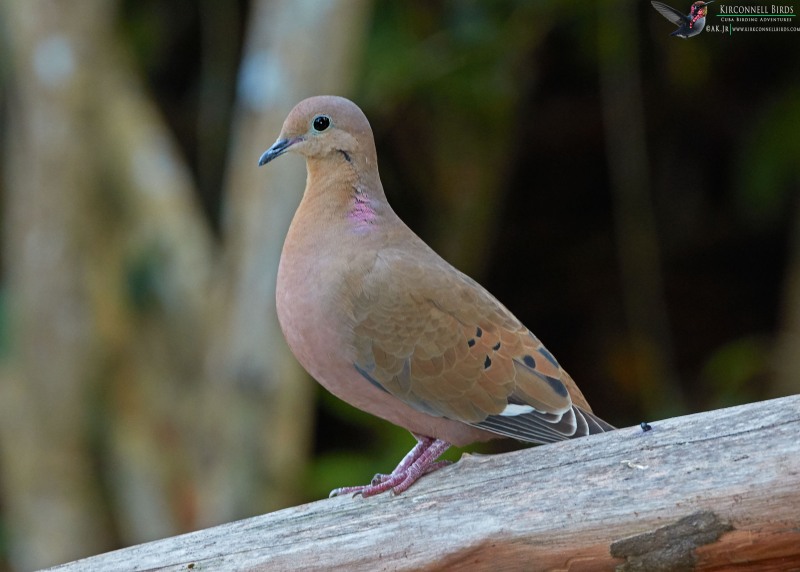 Zenaida-Dove-Tour-Jessee-Jan-2019