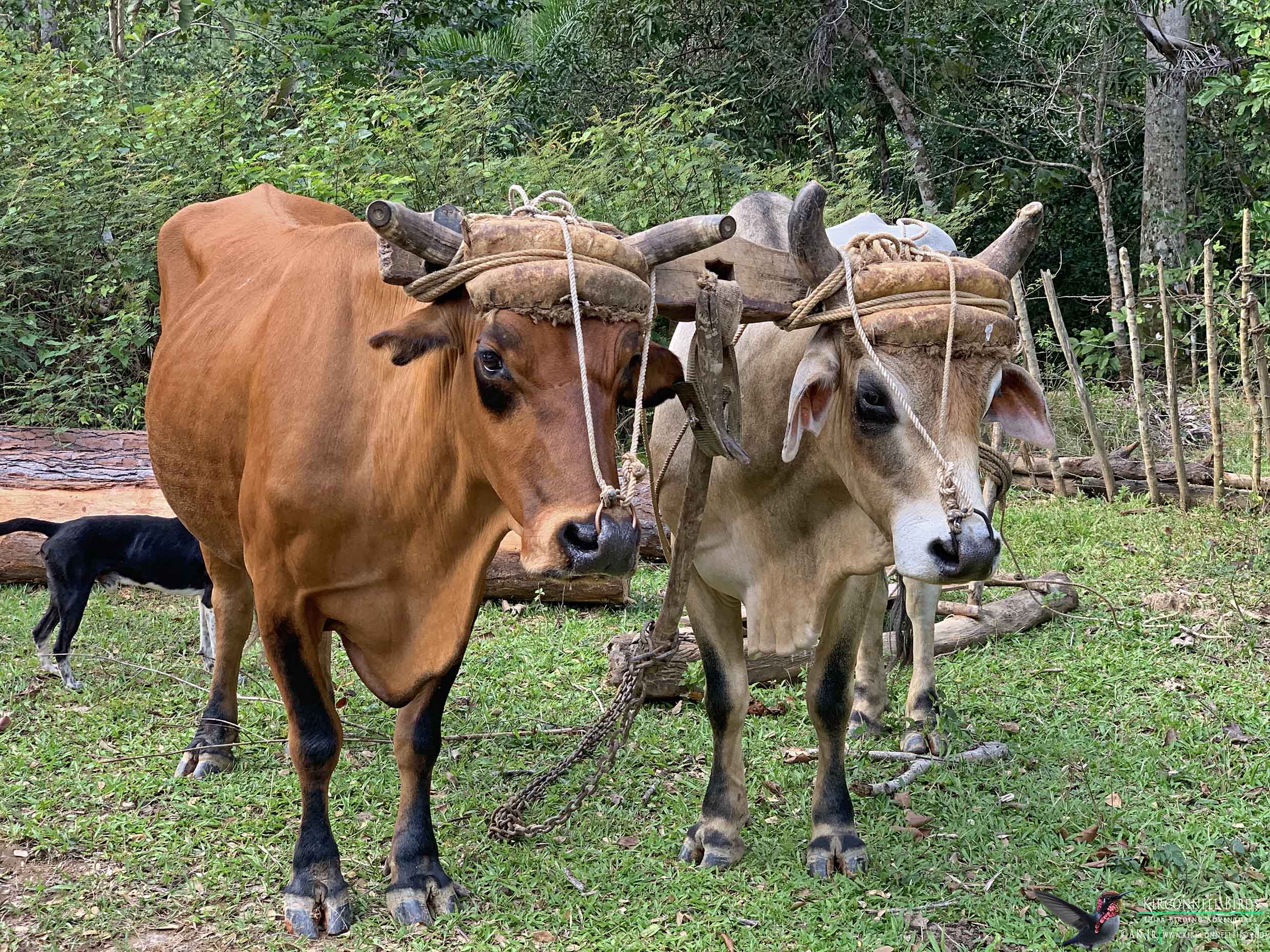 1-Birding-in-Cuba_Oxen