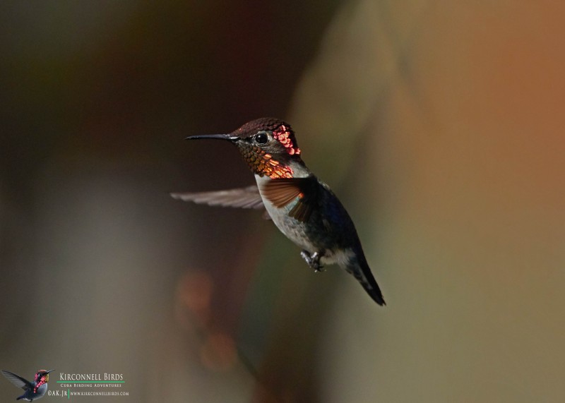 Bee-Hummingbird-1-RockJumper-Jan-2019