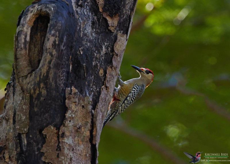West-Indian-woodpecker-RockJumper-Jan-2019