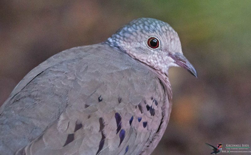 Common-ground-Dove-Tour-Dina-Becker-and-Paul-February