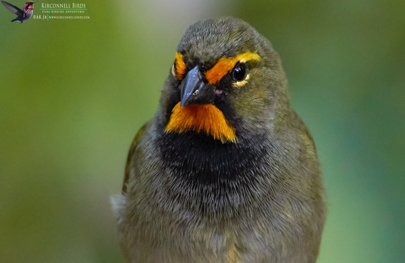 Yellow-faced-Grassquit-Tour-Dina-Becker-and-Paul-February