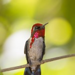 bee hummingbird - birding in cuba