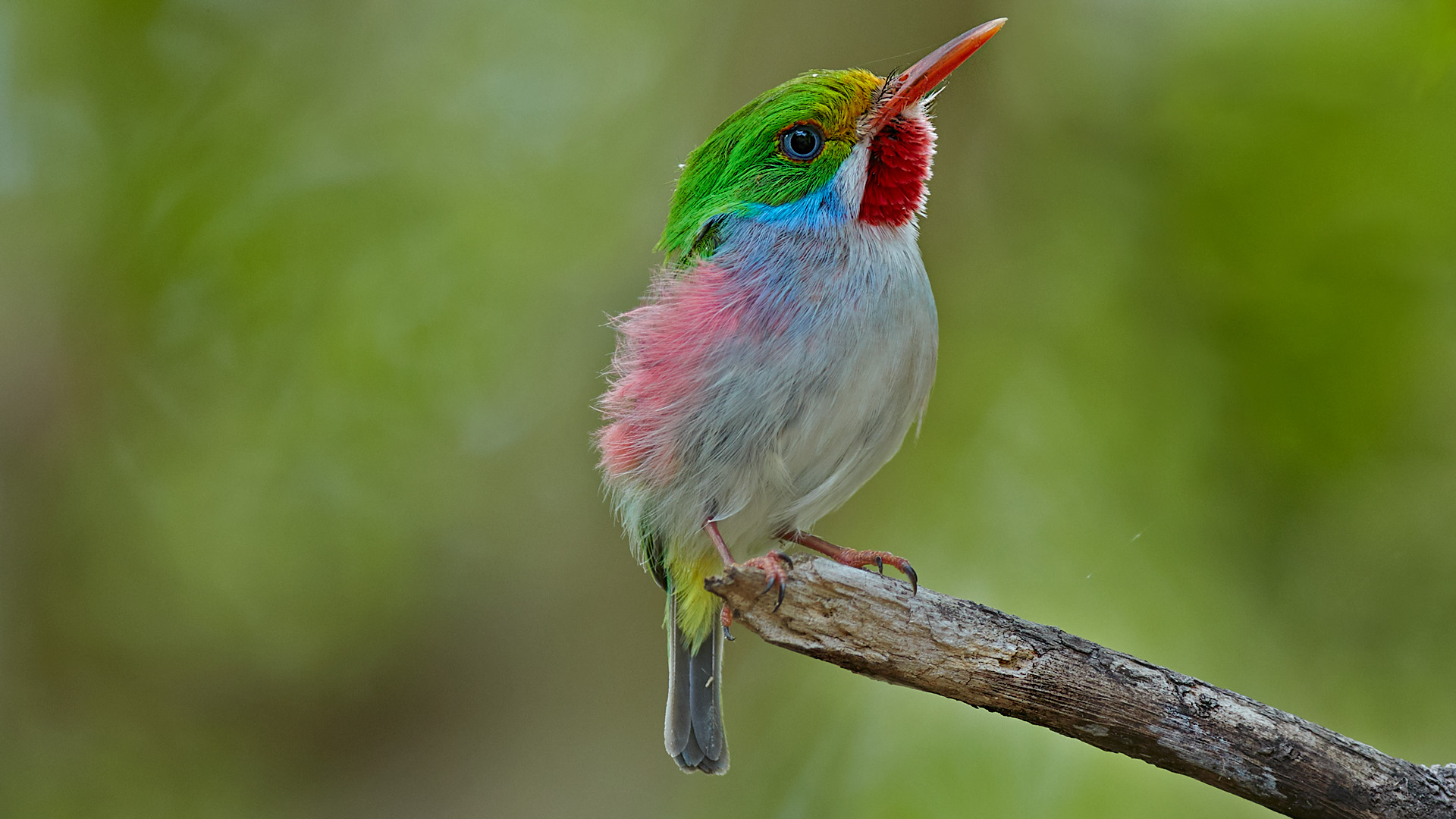 Birding in Cuba